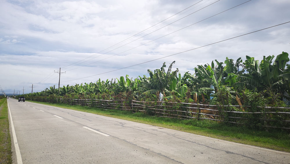 banana farms